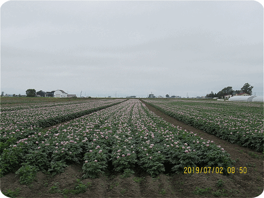 2019-07-02-IMG_1728-1024bbジャガイモ畑