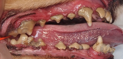 ワンポちゃん　犬の歯石除去1