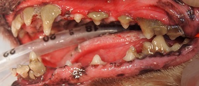 ワンポちゃん　犬の歯石除去2