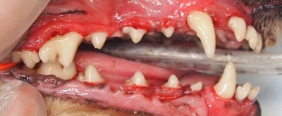 ワンポちゃん　犬の歯石除去3