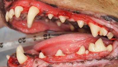 ワンポちゃん　犬の歯石除去4