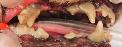 バブちゃん　犬の歯石除去1