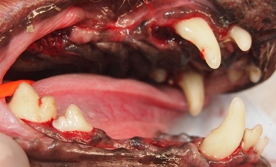 バブちゃん　犬の歯石除去３