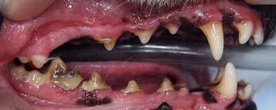 リンダちゃん　犬の歯石除去1