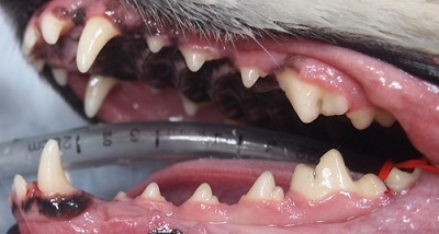 リンダちゃん　犬の歯石除去4