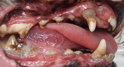 ダフィちゃん　犬の歯石除去１
