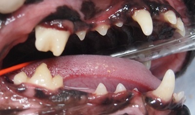 クーちゃん　犬の歯石除去3