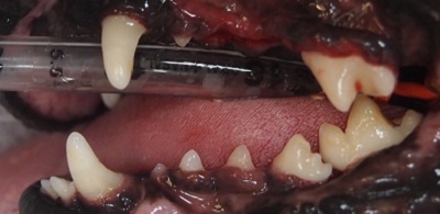 クーちゃん　犬の歯石除去4