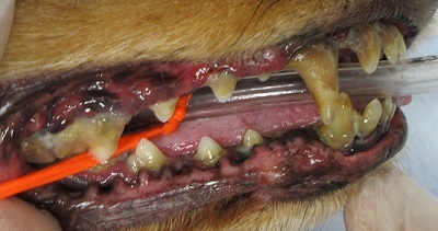 ミューちゃん　犬の歯石除去1
