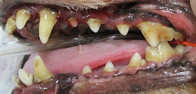 ミューちゃん　犬の歯石除去2