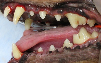 ミューちゃん　犬の歯石除去4