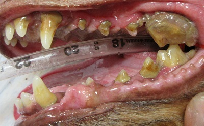マロンちゃん　千葉の犬の歯石除去