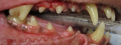 マロンちゃん　千葉の犬の歯石除去
