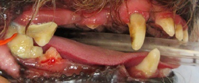 花ちゃん　犬の歯石除去1