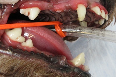 花ちゃん　犬の歯石除去3