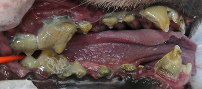 ホップちゃん　犬の歯石除去1
