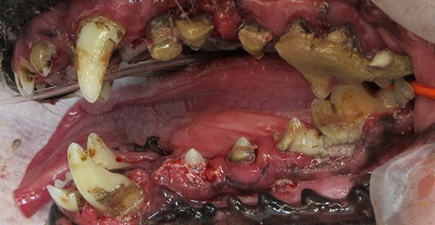 ホップちゃん　犬の歯石除去2