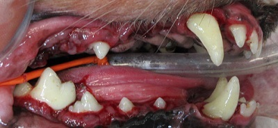 ホップちゃん　犬の歯石除去3