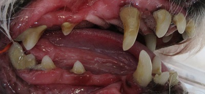 クルンちゃん　犬の歯石除去1