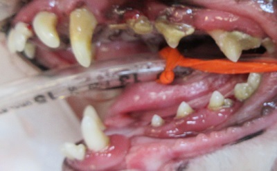 クルンちゃん　犬の歯石除去2