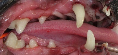 クルンちゃん　犬の歯石除去3