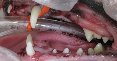 クルンちゃん　犬の歯石除去4