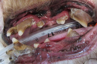 ローズちゃん　犬の歯石除去1