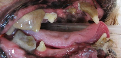 ローズちゃん　犬の歯石除去2