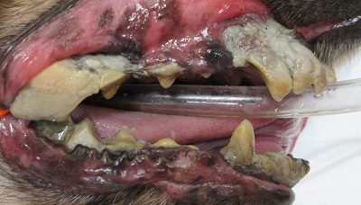 マフィンちゃん　千葉市　犬の歯石除去1