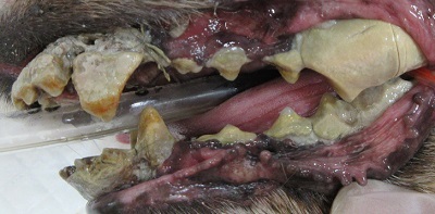 マフィンちゃん　千葉市　犬の歯石除去2
