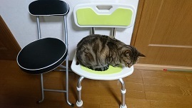 にゃんお風呂の椅子1