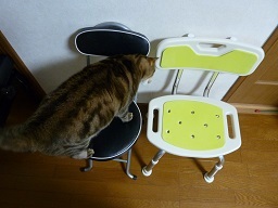 にゃんお風呂の椅子3