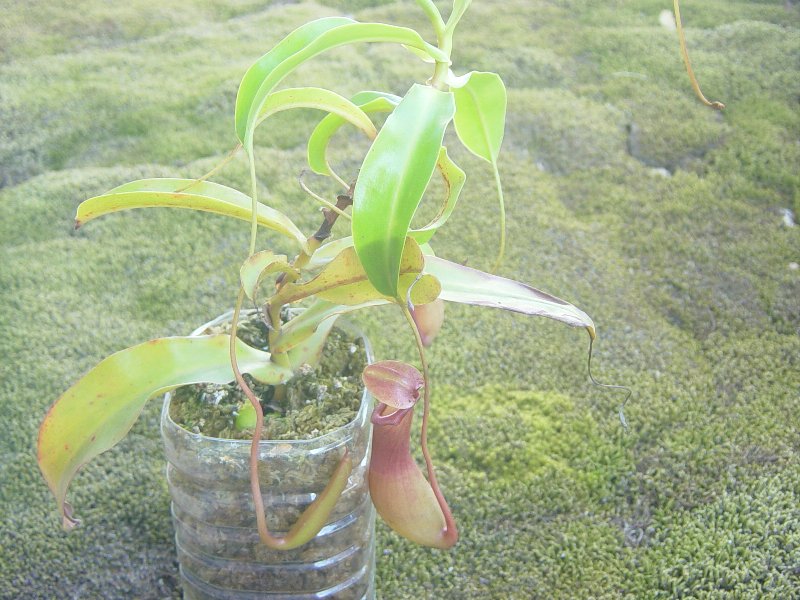 苔ベランダの観察記録 食虫植物 2