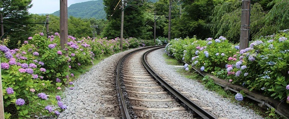 箱根登山電車大平台駅付近の沿線のアジサイ