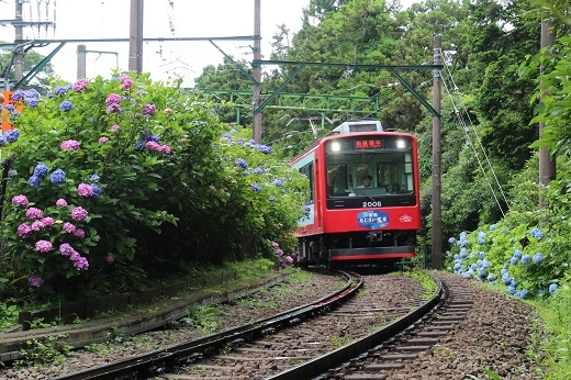 箱根湯本方面から大平台駅に向かうアジサイ電車１