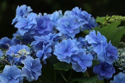 八重咲きのブルーのアジサイ