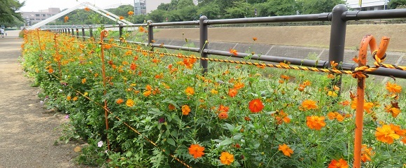 新横浜駅前公園の鳥山川沿いのキバナコスモス