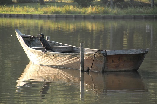 大池の舟とウ