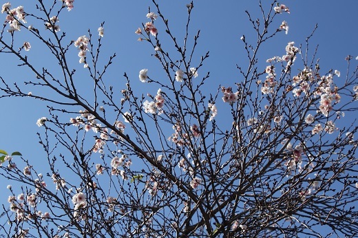 宝登山山頂の冬桜