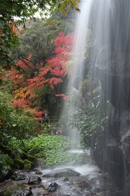 滝から眺める紅葉