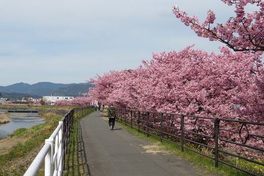 朝比奈川堤の桜１