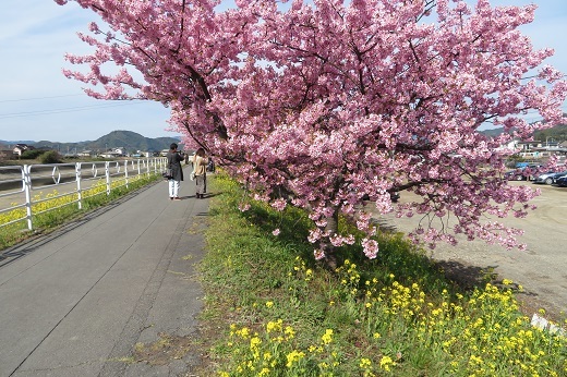 桜と菜の花１