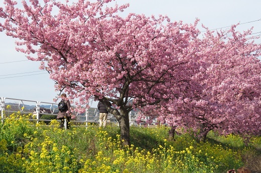 桜と菜の花２
