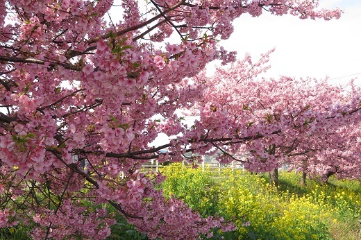 桜と菜の花３