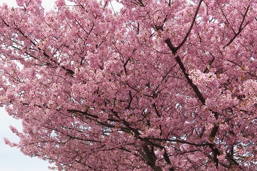 満開の桜１