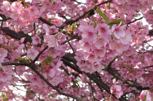 鮮やかなピンクの桜１