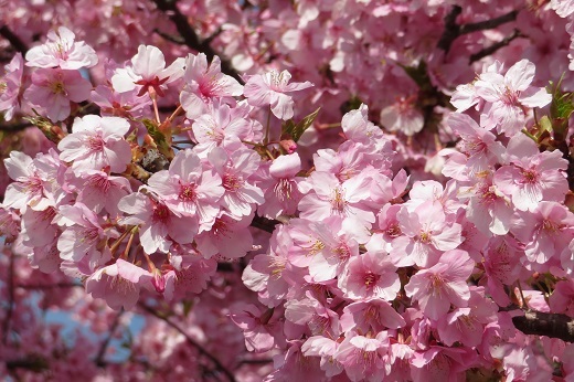 鮮やかなピンクの桜２