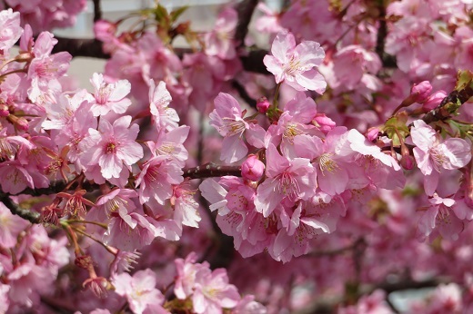 鮮やかなピンクの桜３
