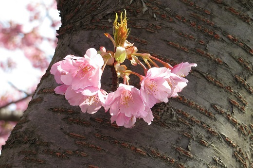鮮やかなピンクの桜４