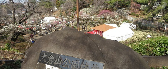 「大倉山公園梅林」で２月２２，２３日に梅まつり開かれる